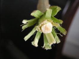 基于TRIZ理論創(chuàng)新苧麻剝麻機(jī)